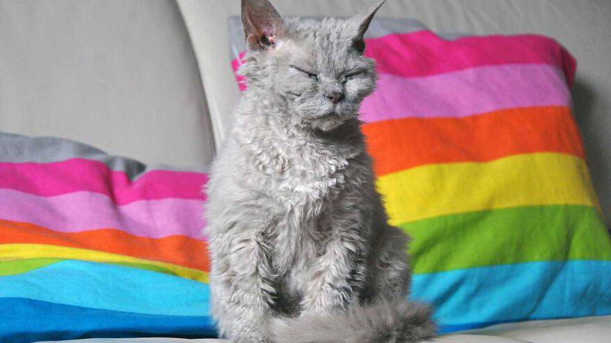 selkirk rex longhair