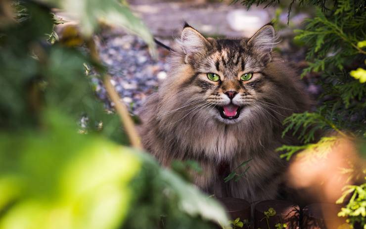 Felino nascosto nell'erba