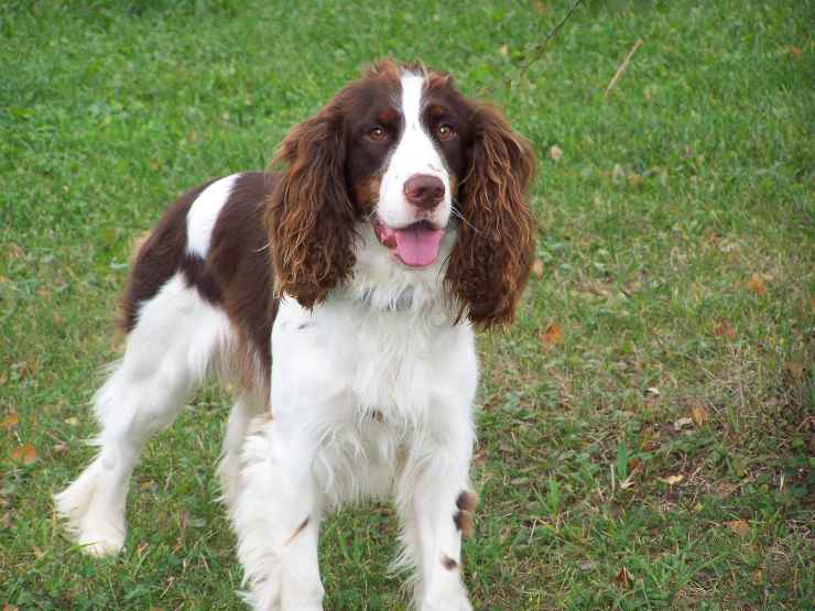 Fido si muove in libertà