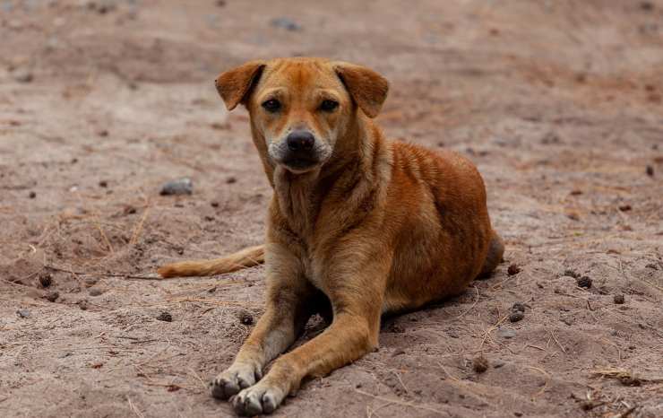 Cane randagio (Foto Pixabay)