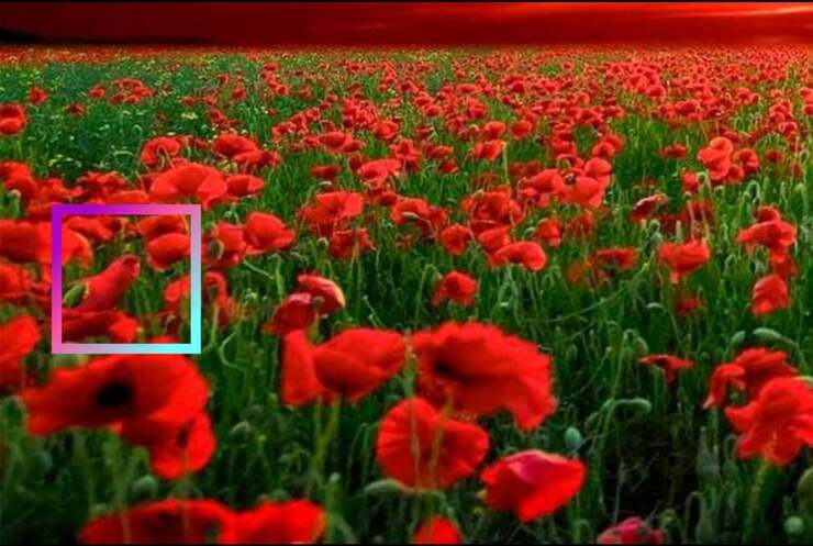 Soluzione Test visivo del pappagallo tra i tulipani solo l'1 % riesce a risolverlo