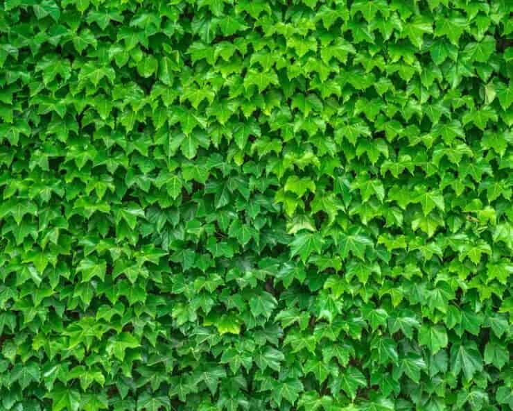 Il test visivo difficilissimo trova la rana tra le foglie