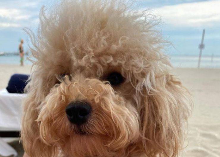 Le curiosità sul cane di Adriana Volpe Grace, il cane di Adriana Volpe