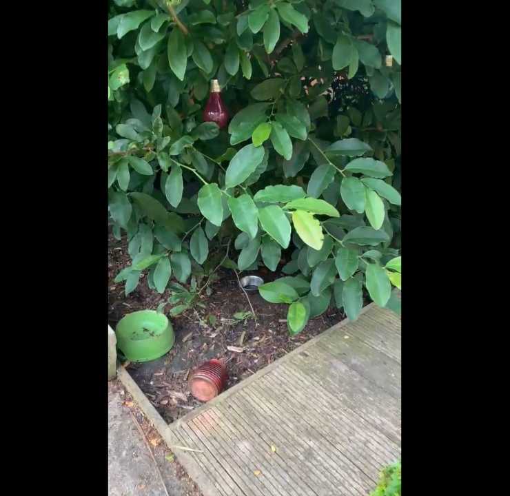 volpe torna giardino donna