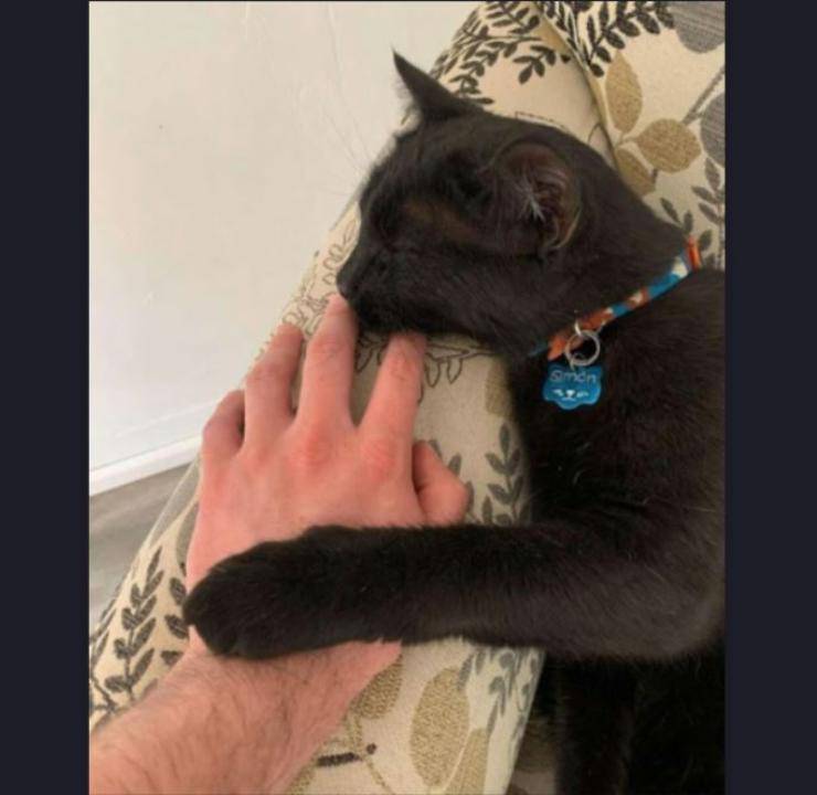 gatto amicizia topo