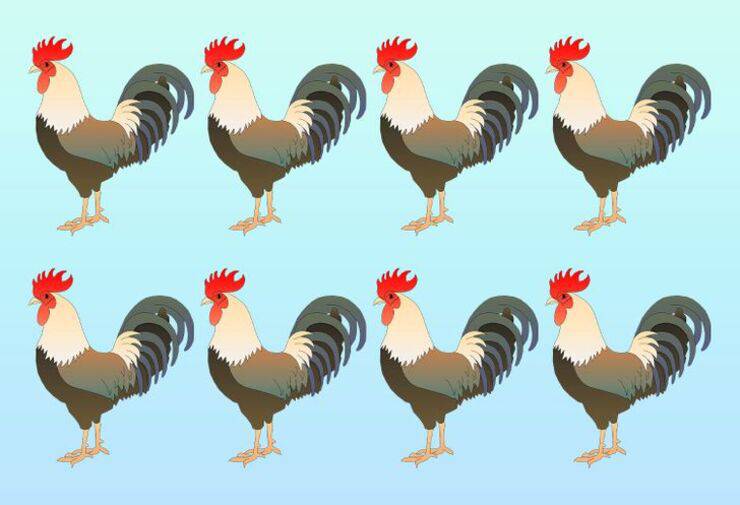 il test visivo del gallo diverso , solo il 2% riesce a risolverlo