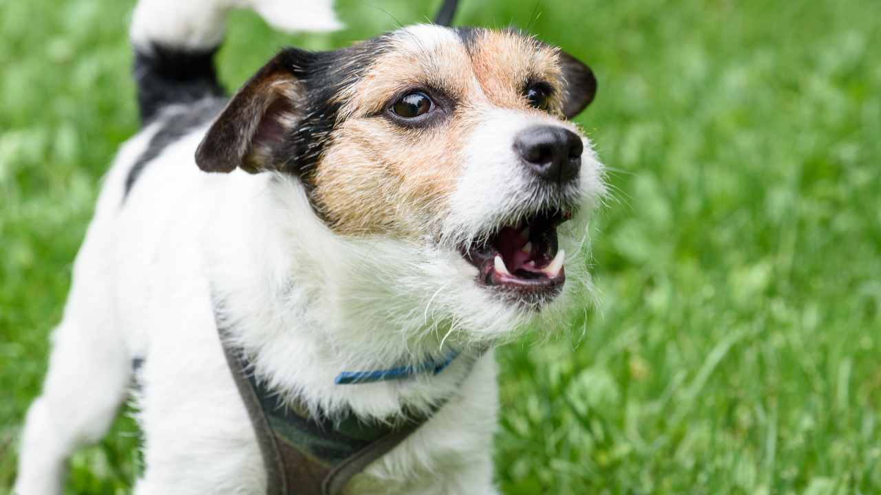 La territorialità del cane