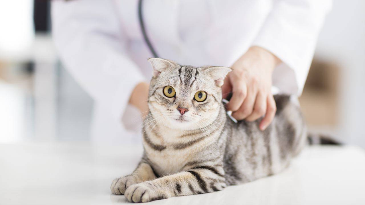 Il gatto nell'anagrafe degli animali d'affezione in Calabria