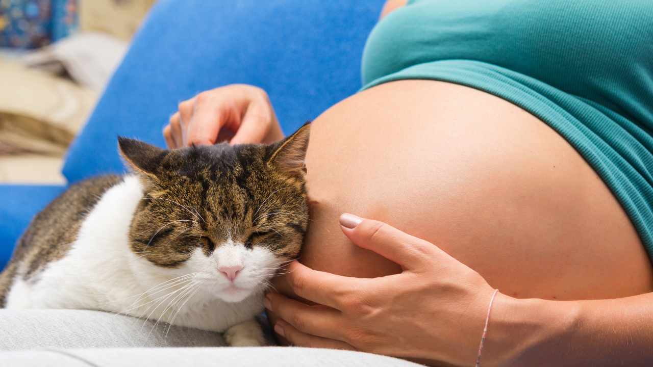 Gatto accovacciato vicino al pancione della sua umana incinta Convivenza tra donna incinta e gatto con Toxoplasmosi