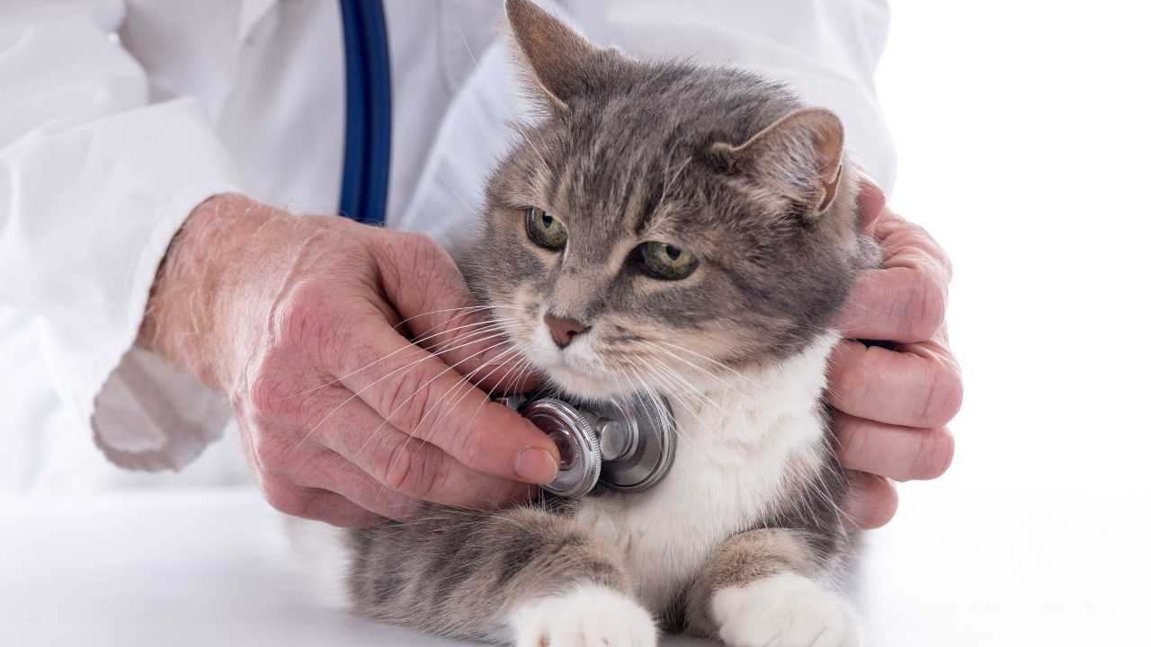 La sfingomielinosi nel gatto