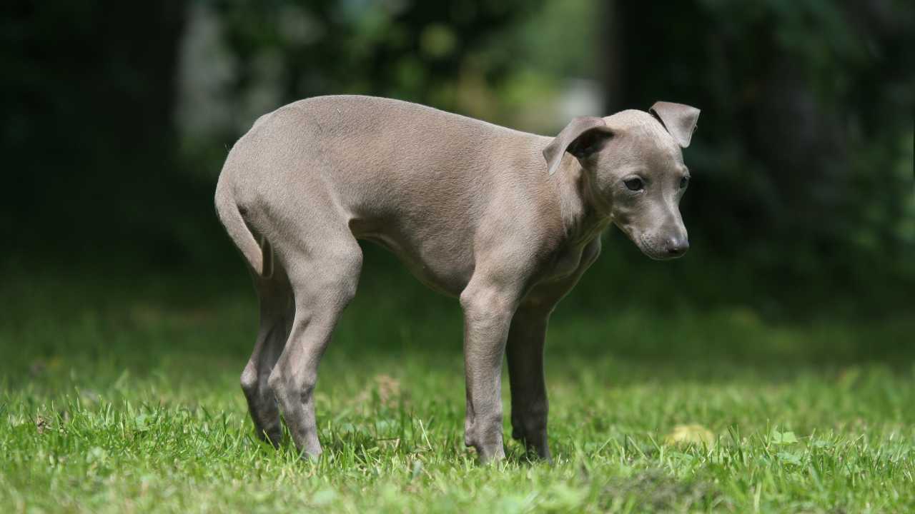 Il cane ha paura degli spazi aperti