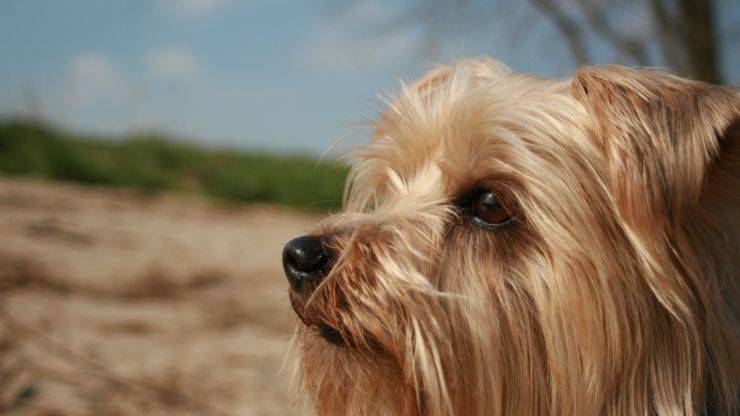 Cura del pelo dell'Australian Silky Terrier