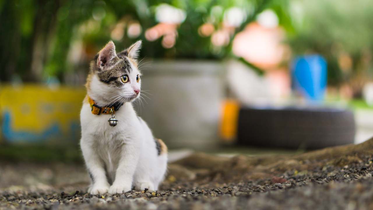 Gatto con collare e campanellino Collare o pettorina per il gatto