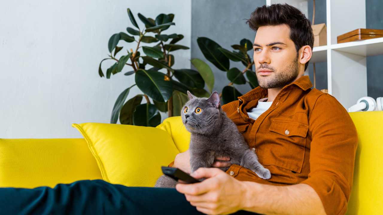 Certosino che guarda la tv in braccio al suo compagno umano I gatti si spaventano se guardano un film horror?