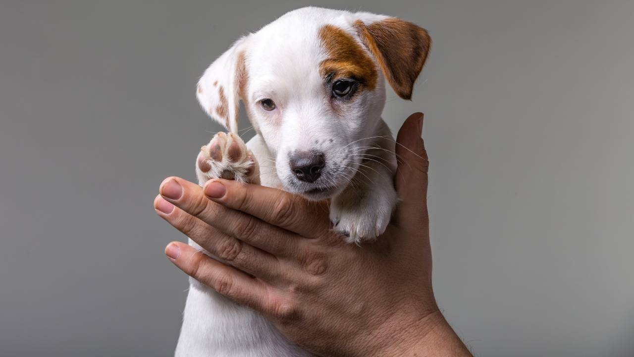 Uomo tiene in braccio un cucciolo Test di Campbell
