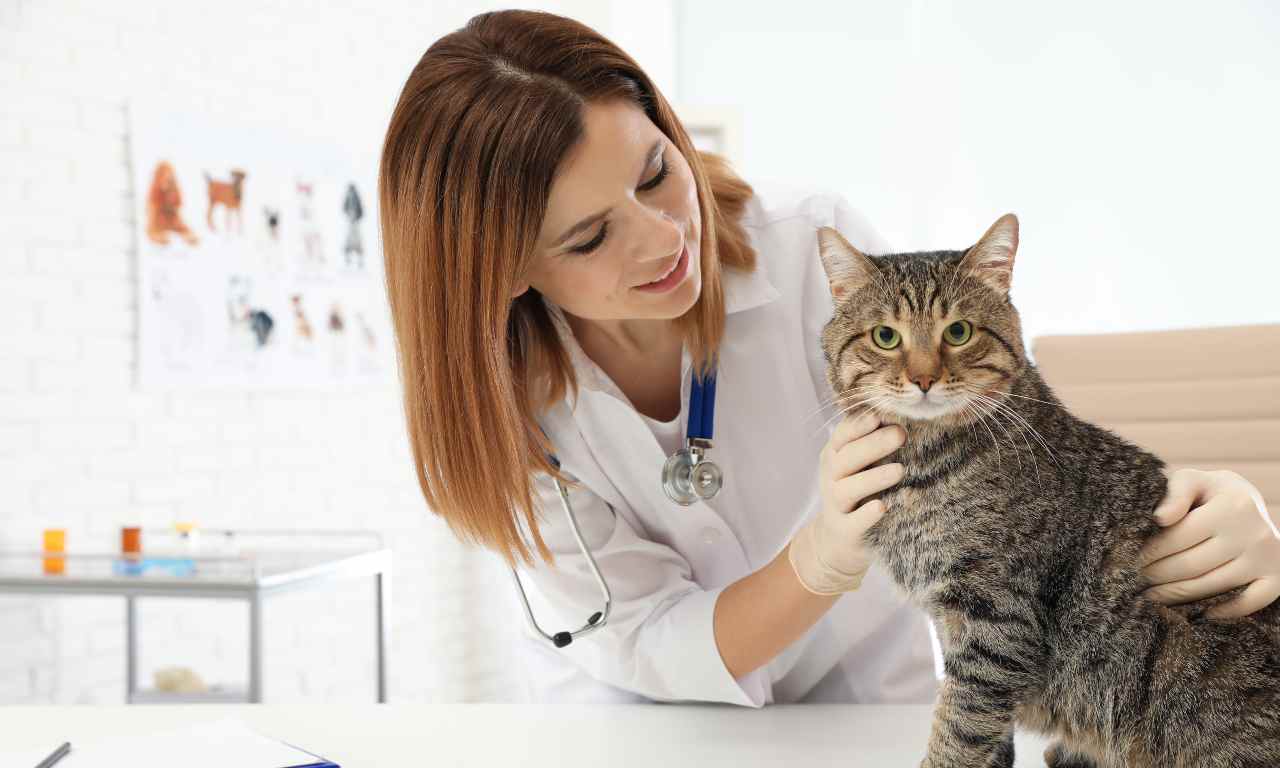 Esiste un test di fertilità per il gatto?