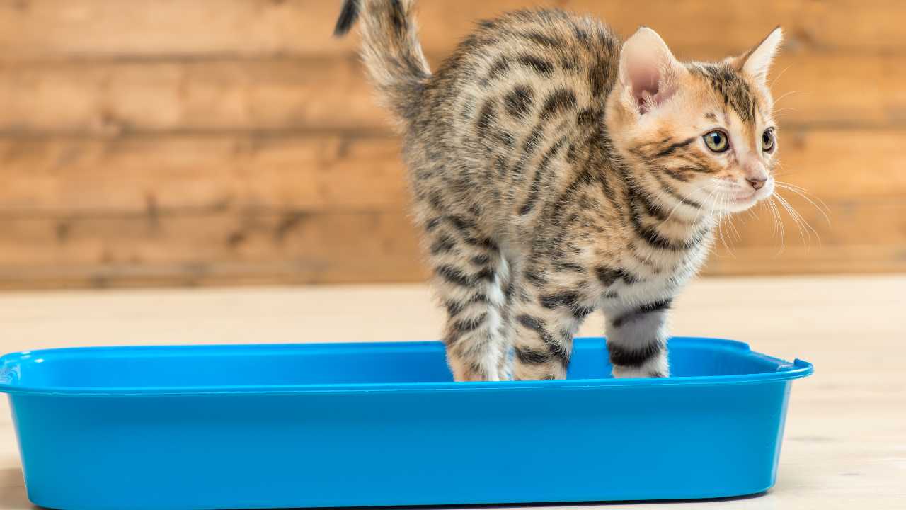 Gattino che prova a fare i bisogni nella lettiera Lassativi per gatti