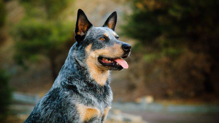 Cura del pelo dell'Australian Cattle Dog