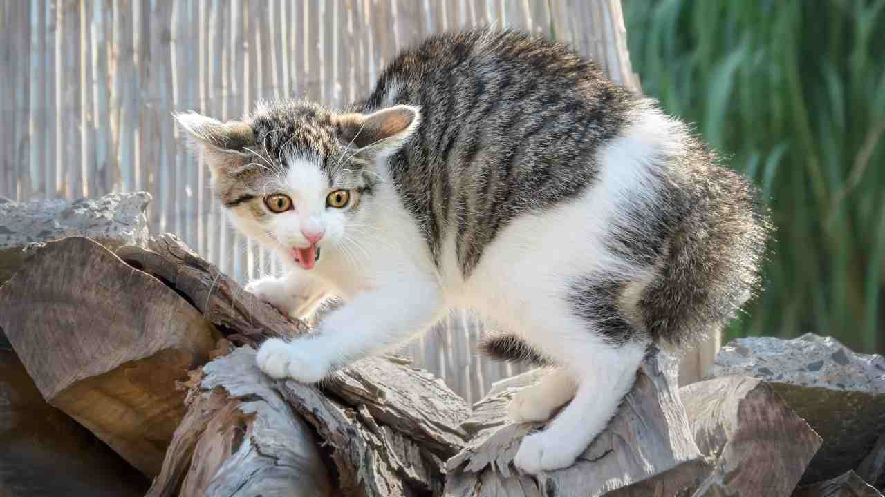 Gatto spaventato ed aggressivo che si è rifugiato su alcune rocce Il gatto ha paura degli spazi aperti