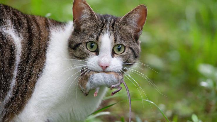 i motivi dietro al comportamento di un gatto che porta il topo Perché il gatto porta il topo