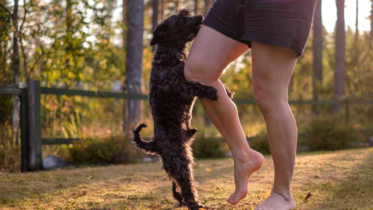 cane monta gamba proprietario La monta da stress nel cane
