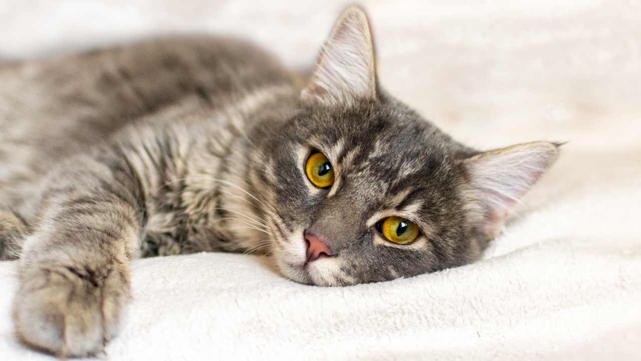 Il gatto nell'anagrafe degli animali d'affezione in Abruzzo