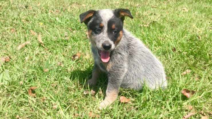 Curiosità sull'Australian Cattle Dog