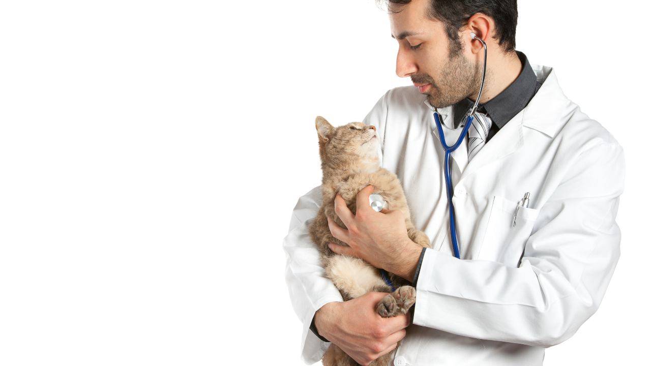 Nelle Marche è obbligatorio il microchip al gatto?