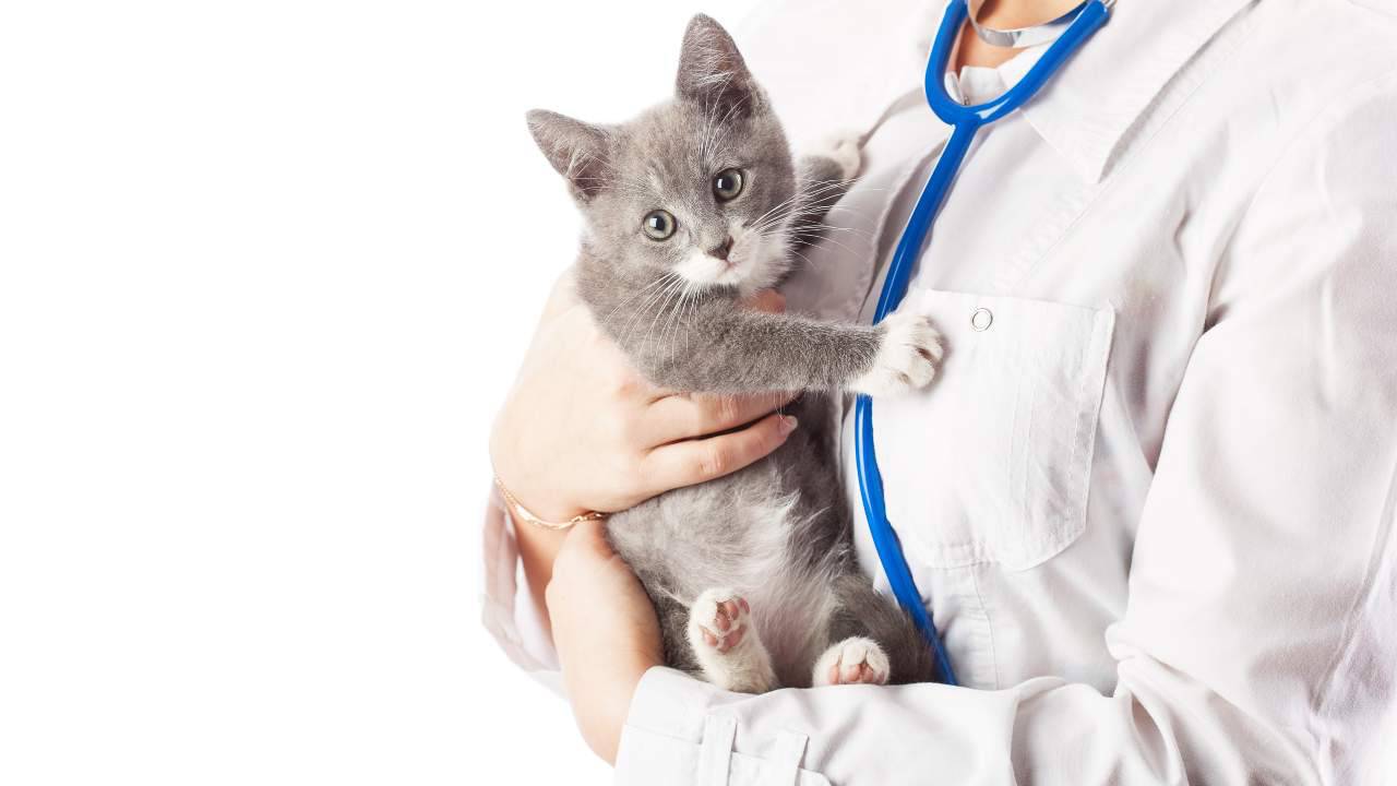 Il gatto nell'anagrafe degli animali d'affezione in Veneto