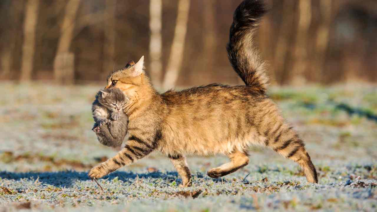 Riflesso di portage nel gattino