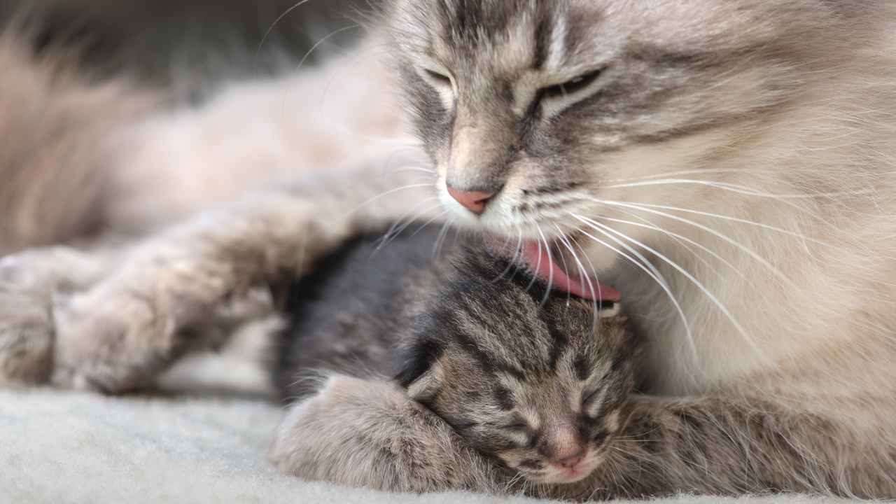 Il riflesso perineale nel gattino