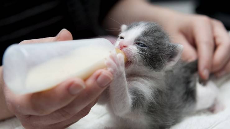 Latte per gattini fatto in casa
