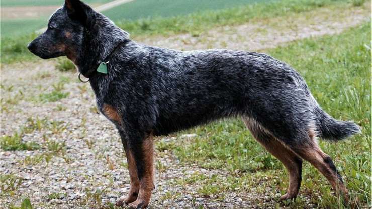 Malattie più comuni dell'Australian Cattle Dog
