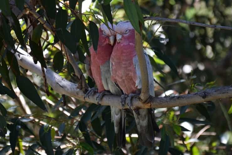 Cacatua rosa (Pixabay)