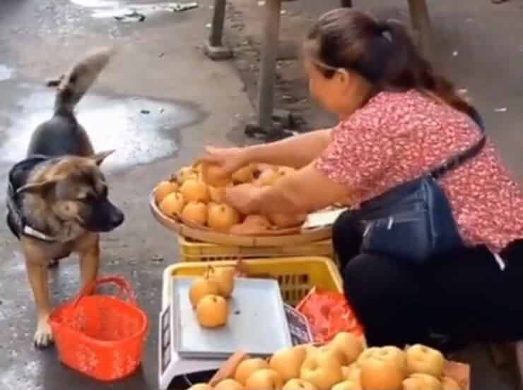 Cagnolina va al mercato per comprare delle mele (Screen video Twitter)