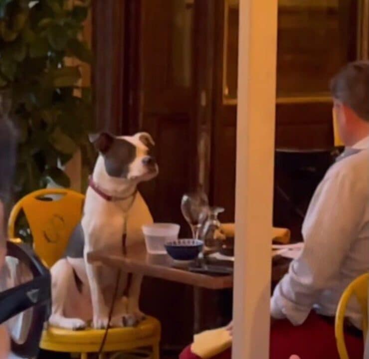 Cane a cena (Screen video)