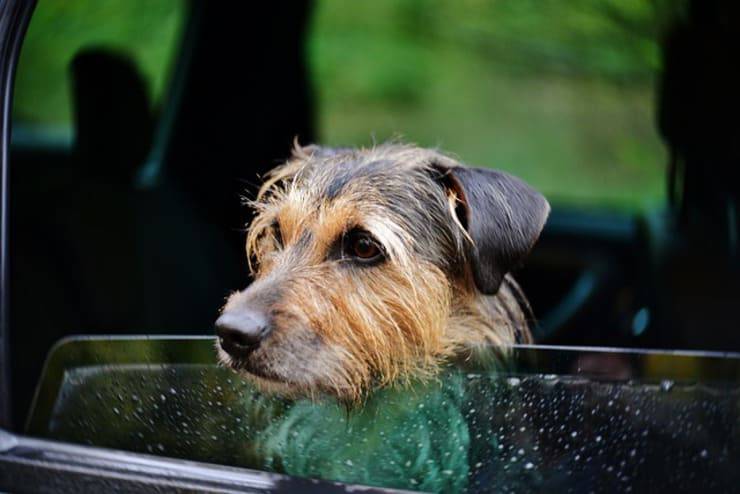 Cane in auto (Pizabay)