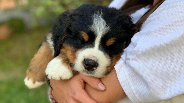 Cosa sapere prima di prendere in casa un Bovaro del Bernese Adottare un Bovaro del Bernese