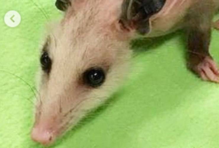 Il muso dell'opossum tratto in salvo