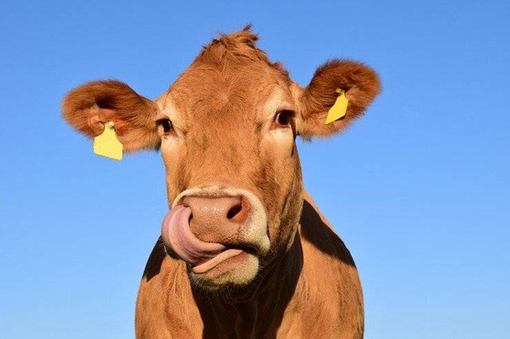 Mucca (Foto Pixabay)