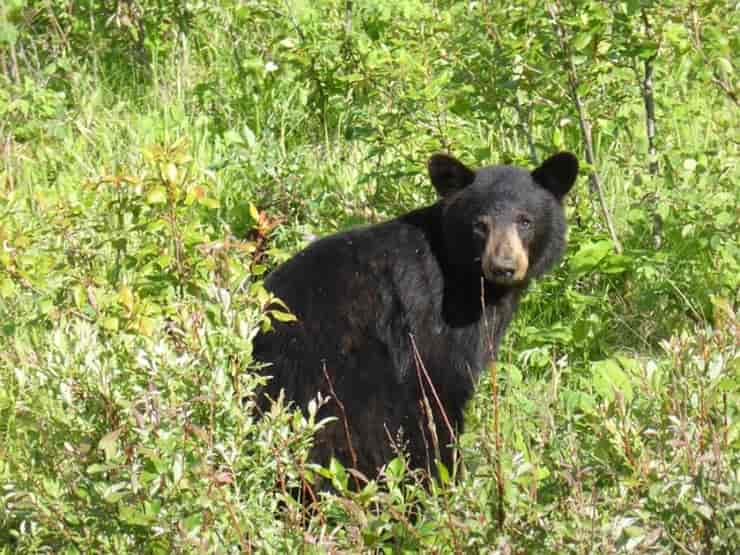 Orso (Pixabay)