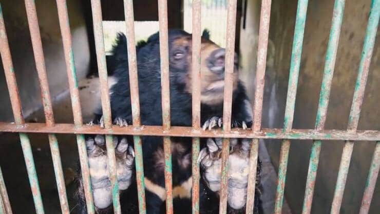 Orso in gabbia (Screen video)