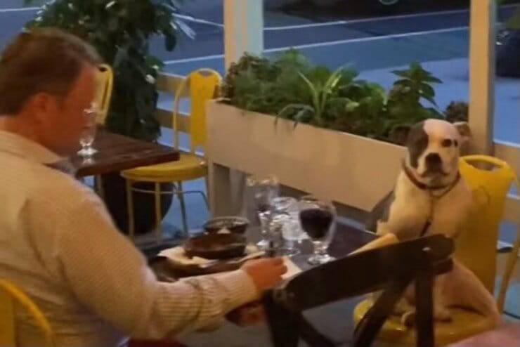 Padrone e cane a cena insieme (Screen video)