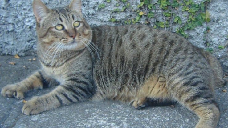differenza pixie bob mekong bobtail