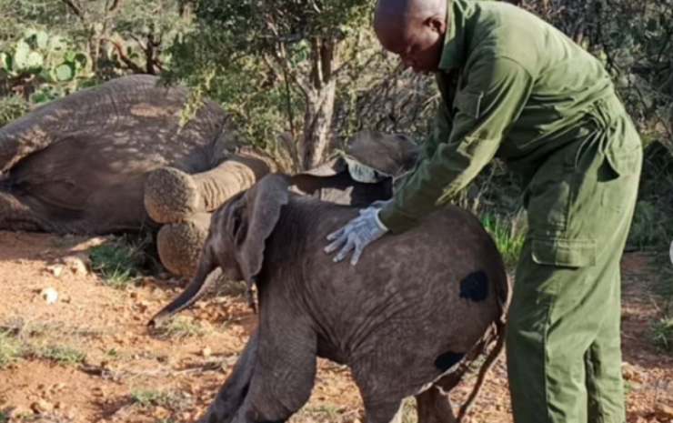 Volontario aiuta l'elefante