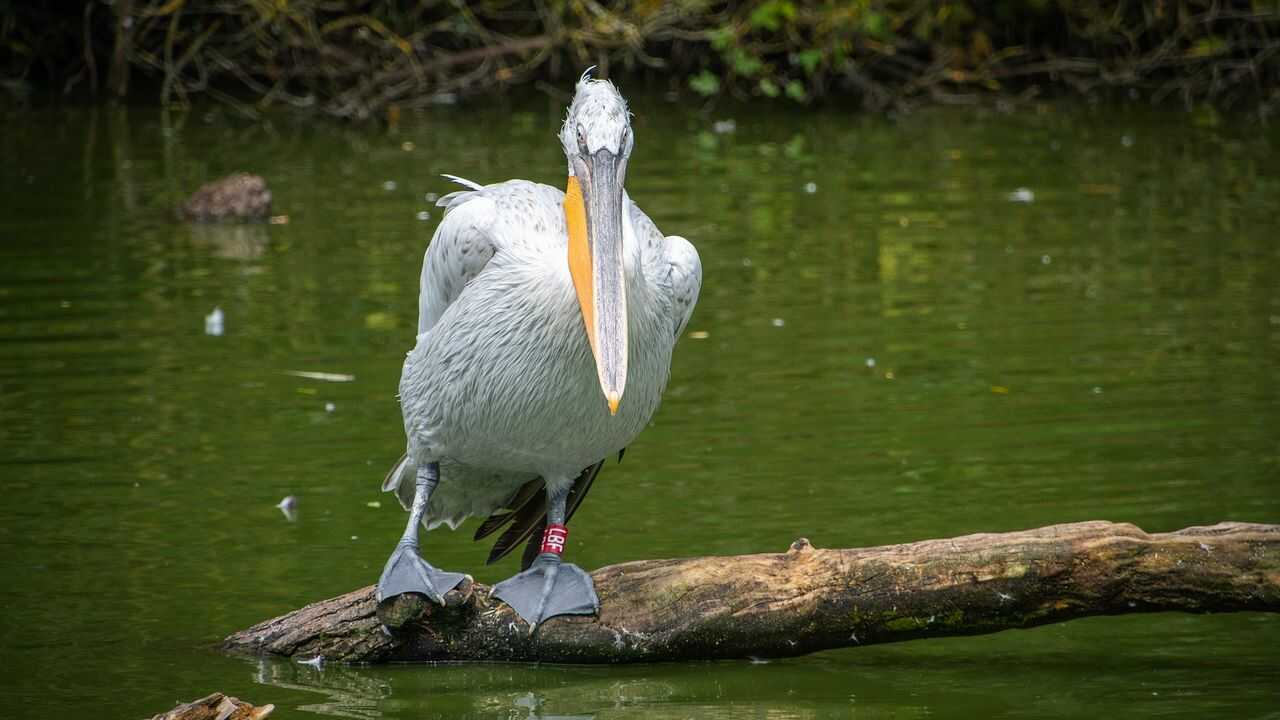 pellicano animali bocca elastica