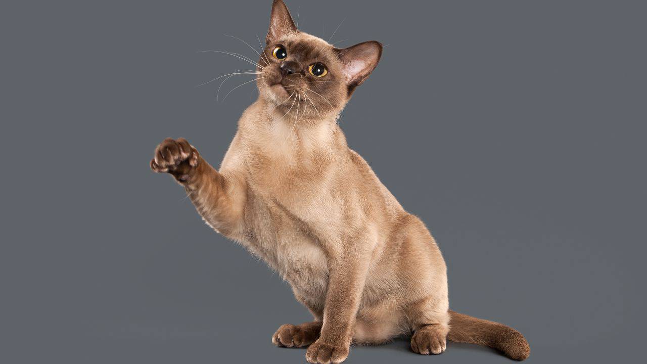 asian shorthair asian shorthair adottare