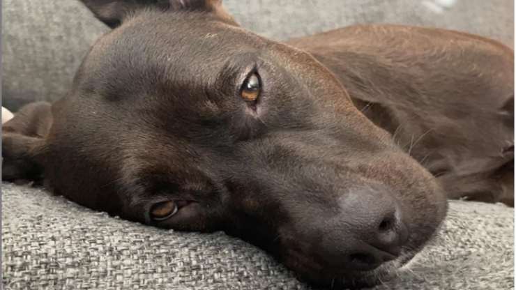 Cane sofferente (Foto Instagram)