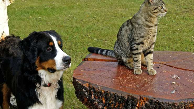 Con chi va d'accordo il Bovaro del Bernese Razze compatibili col Bovaro del Bernese