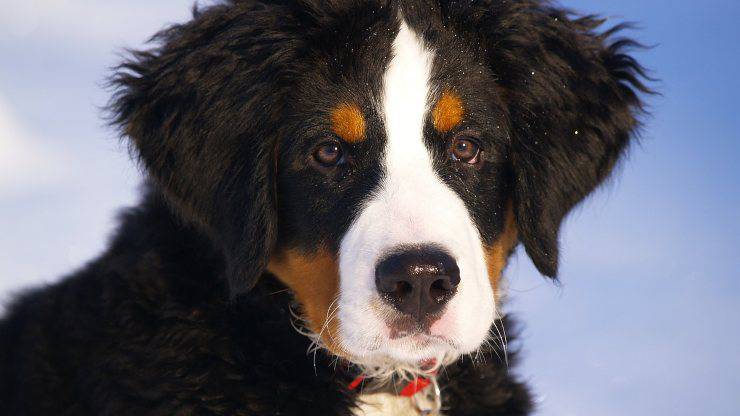 Malattie più comuni del Bovaro del Bernese